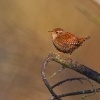 Strizlik obecny - Troglodytes troglodytes - Eurasian Wren 3801